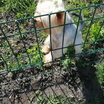 Cute dog loves to play around.