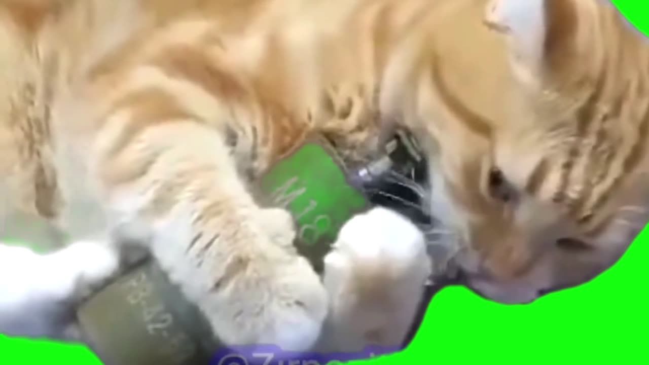 Cat cooking Grenade meme Green Screen