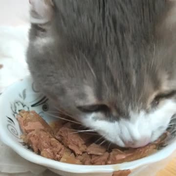 My cat eats 5