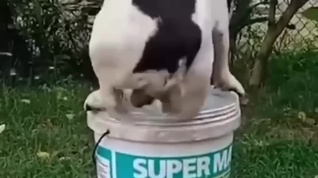 funny animal video