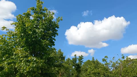 Trees in the forest with the sound of birds