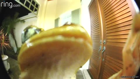 Amphibious Visitor Rings Doorbell