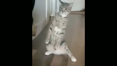 CUTE CATS AND FUNNY MOMENTS