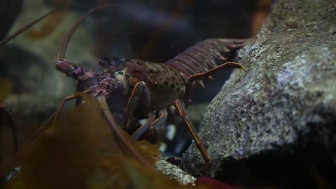 A Lobster tries to munch on some seaweed