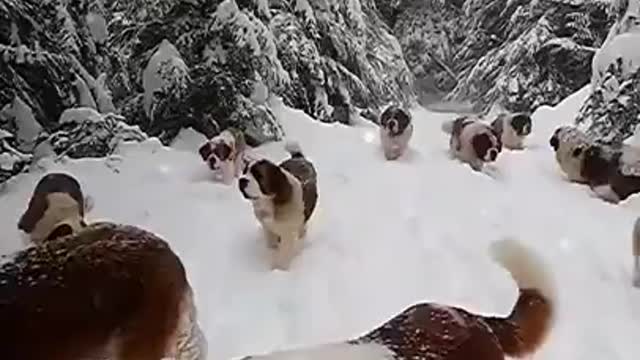 Adorable St. Bernard Dogs playing in the snow