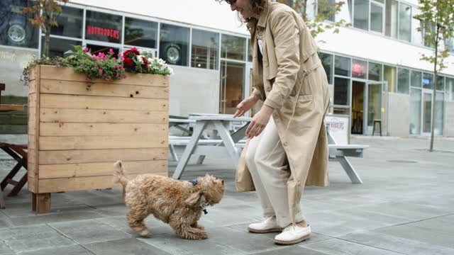 Dog jumping towards