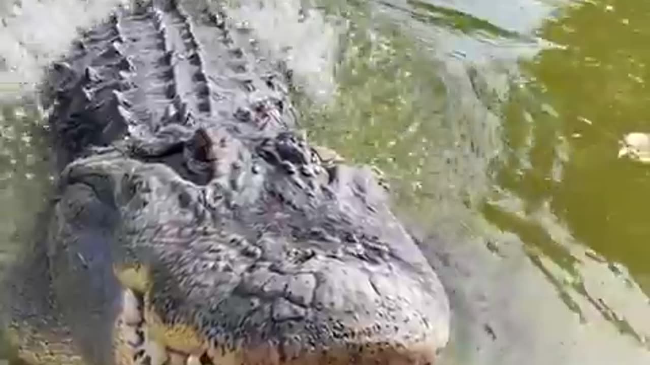 An Alligator marking its territory...