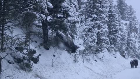 Bison Uses Snowy Hill as a Slide