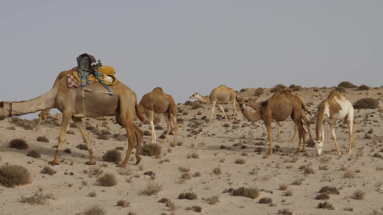 Camels grazing in the desert