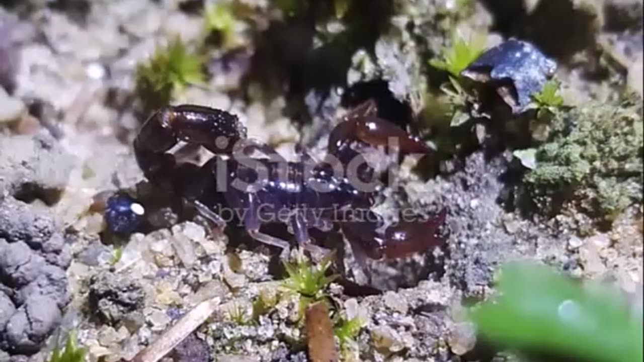 Scorpions- Nature's Resilient Survivors Across Continents