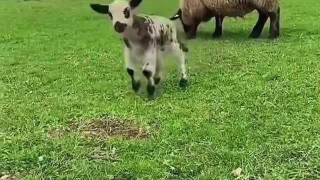 Naughty little goat