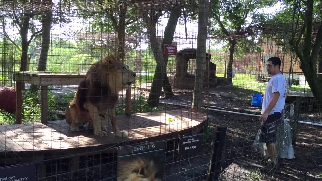 Angry Tiger VS Angry Lion