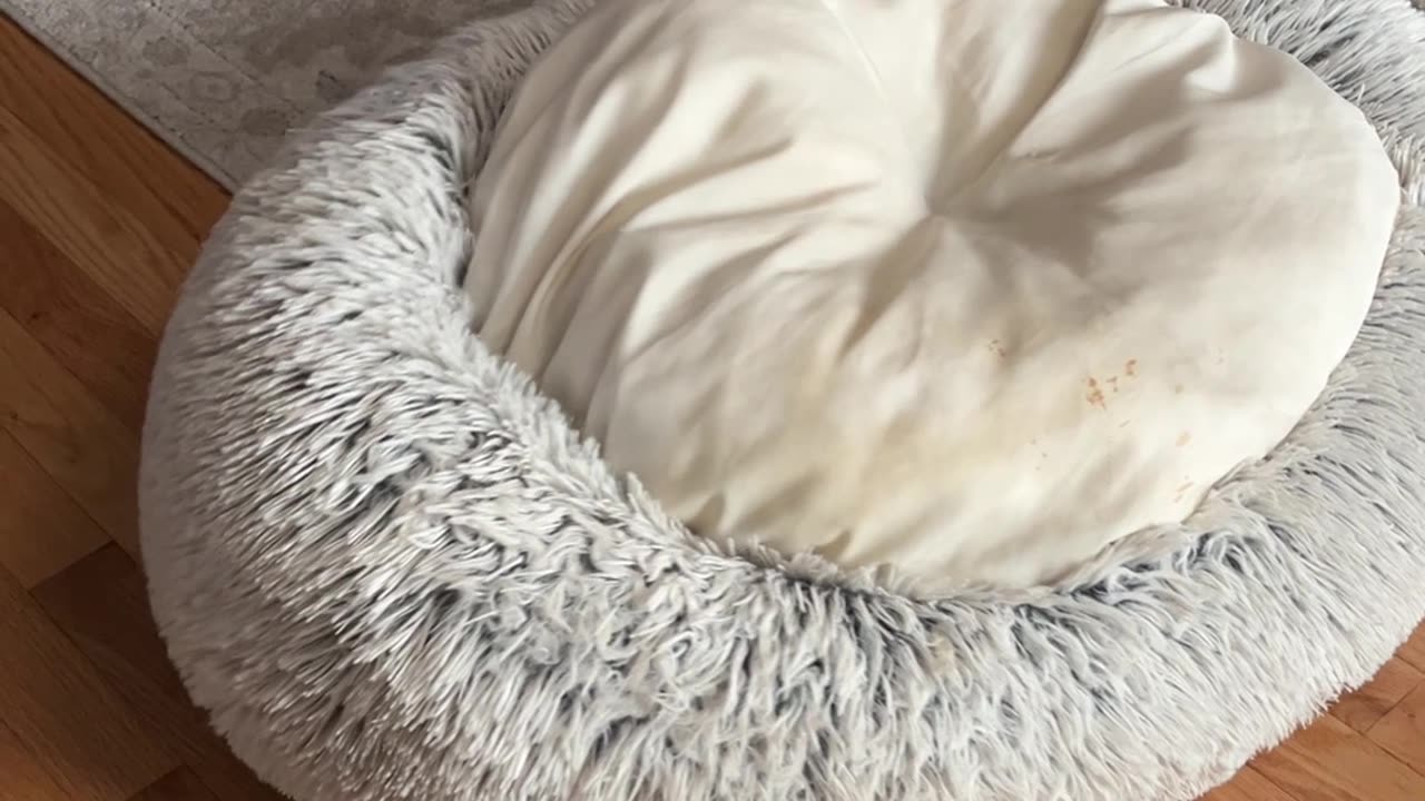 Dog Misunderstands Beds