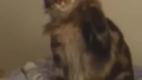 Funny cats 🤣😂😂#shorts#short#viral#trending