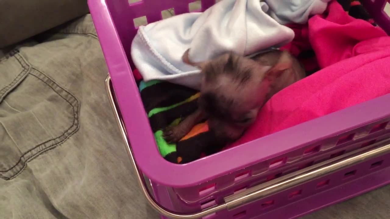 My Hairless Chinese Crested Puppies & haul from Michael Kors, Torrid and Marshall's.