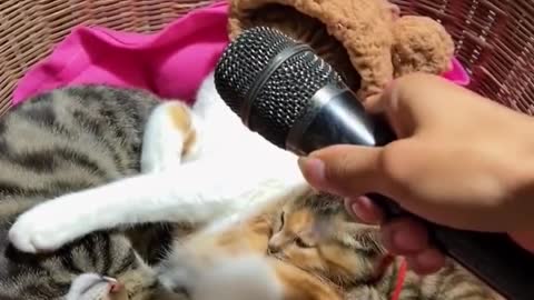 #funnycats #funnydogs #funnyvideos Funniest cats and dogs 🐶🐱 part #43