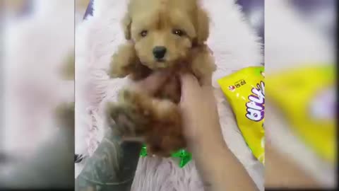 Baby Dogs - Cute and Funny Dog Videos Compilation