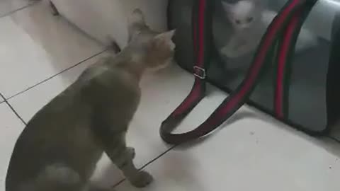 The mother cat tries to save the kitten's friend