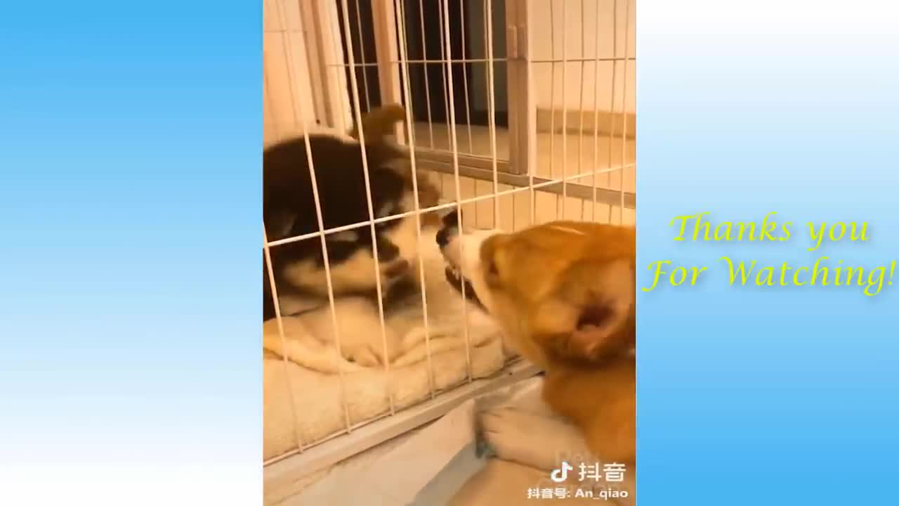 watch this video of Cute Pets And Funny Animals Compilation #9 - Pets Garden that is wonderful