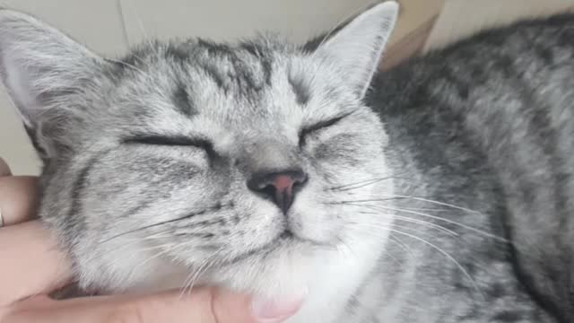 Video of touching cat's chin and ears.