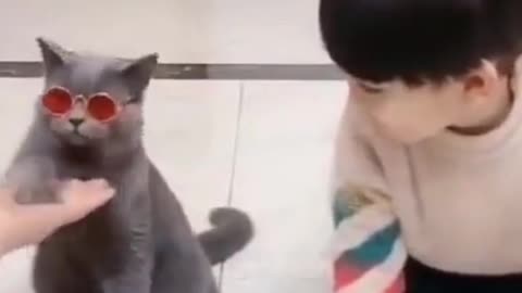 A cat that is good at playing and acting