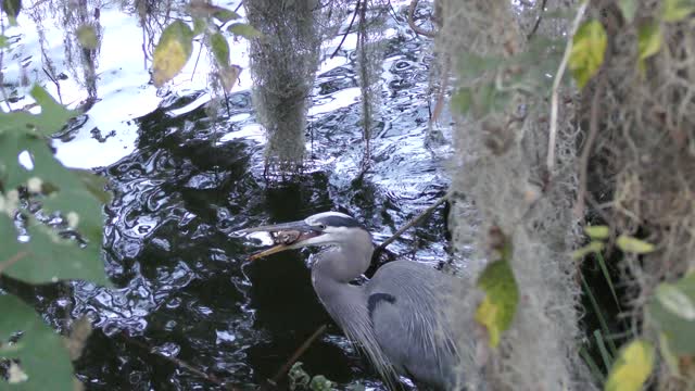 Great Blue Heron is trying to swallow a small turtle