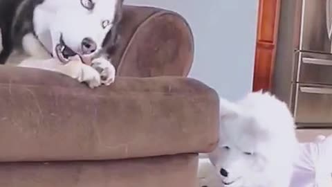 Dog vs cat