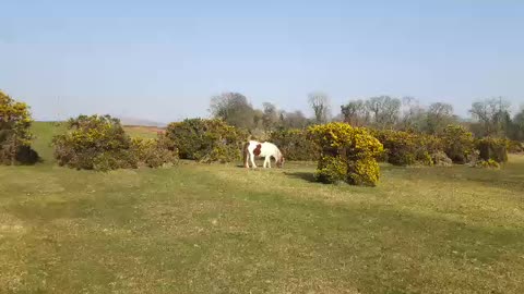 Beautiful wild pony. Devon uk.