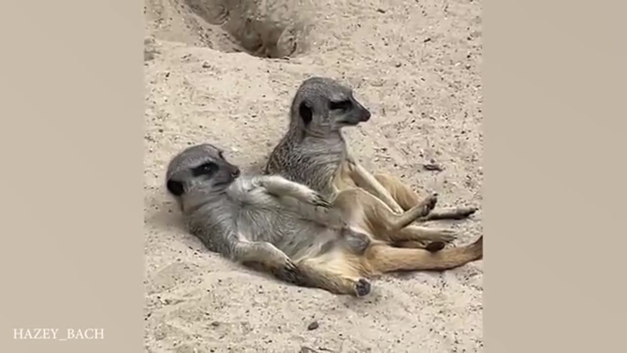 Laugh Till You Cry With These Funny Animal Videos