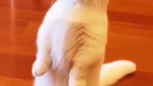 funny cat video try not to laugh challenge