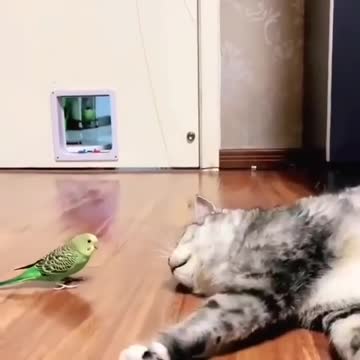 And what is it that you have such a big mustache?А что это у вас такие большие усы