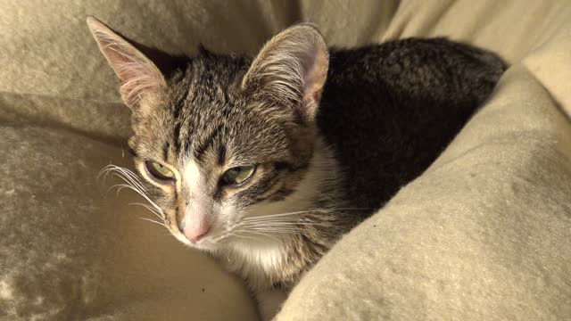 Cute Little Cat Stretches His Paw