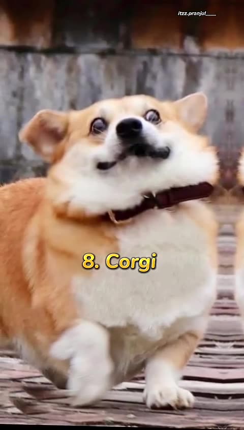 Top 10 most cutest dog in the world -- _shorts