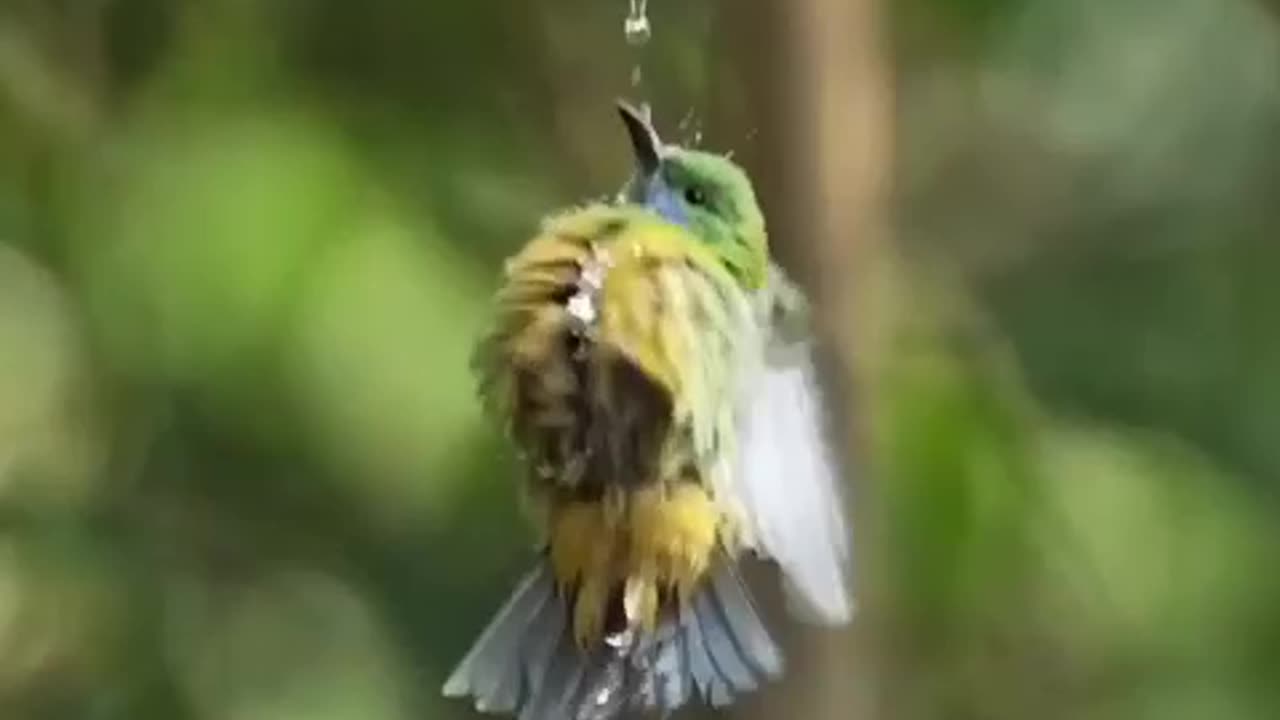 Cute Bird 🐦 Amazing view natural Beauty 😍😍❤️