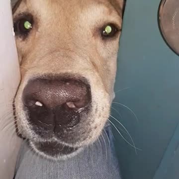 This Dog don't want his owner to go out without him.