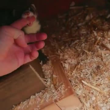 Mom, come here, I've had a lot of babies