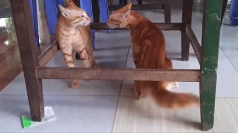 Cats Fighting and Meowing - These Two are Bloody Brothers | Viral Cat