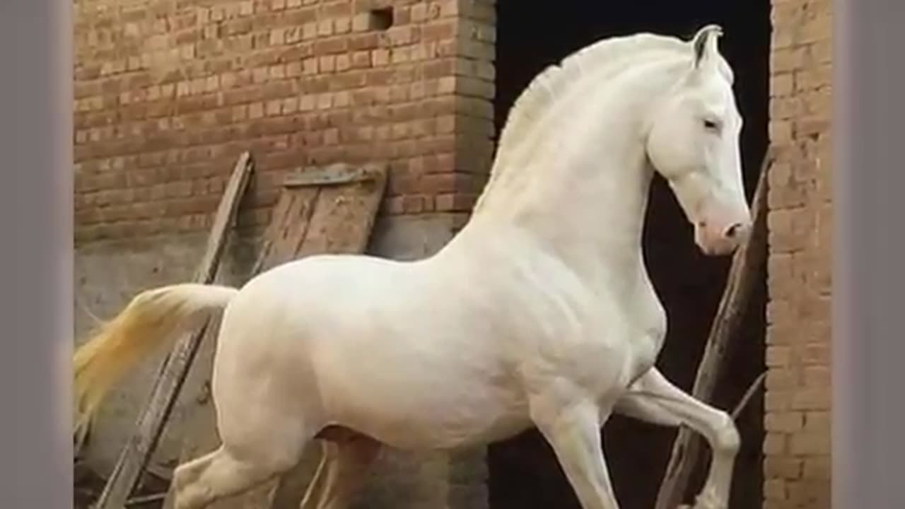 Most Beautiful Horses on Planet Earth