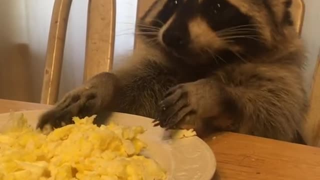 cute raccon eeting food ❤️😍