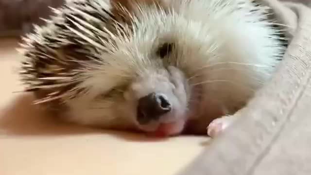 Cute videos for a bad day 0.2