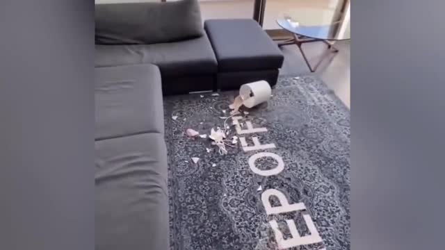 Dog's owner played a joke with its toy and throw it....see how it gets back on him!