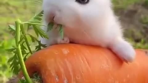 Cutest baby animals Videos