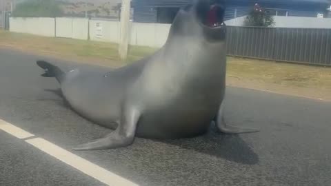 Neil a Foca da Tasmânia - animal mais famoso da Tasmânia