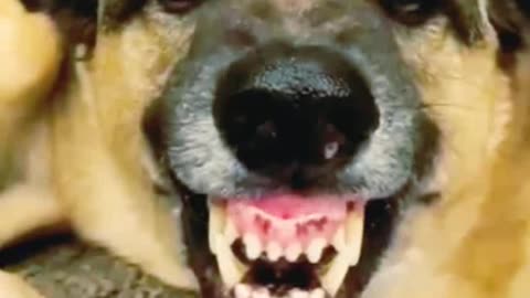 Funny video cute cat cute dog animal