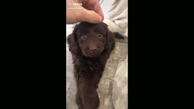 Very Cute and Funny Dog - Tiktok Dogs (Funny Animals #354)