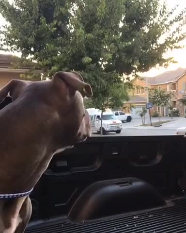 Perro aúlla de emoción al ver al camión de helados