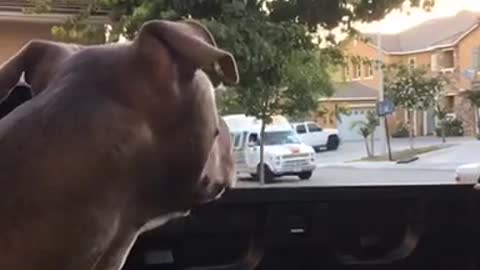 Perro aúlla de emoción al ver al camión de helados