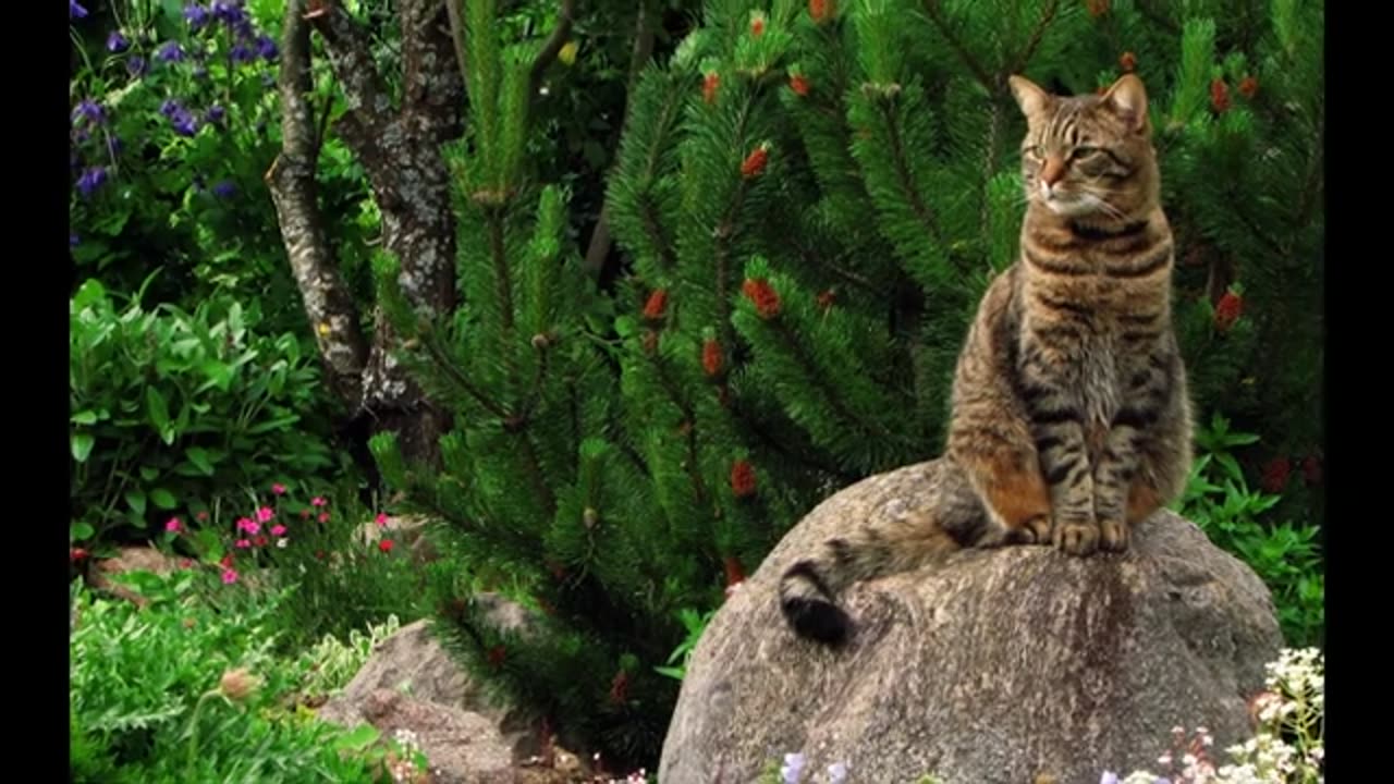 Collection of the most most beautiful cats in the world - (18)