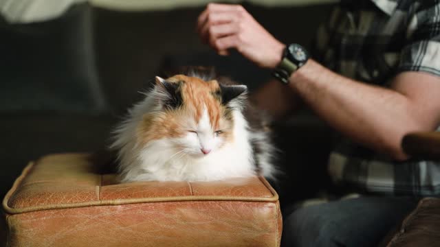 Cat enjoying her owner's pet