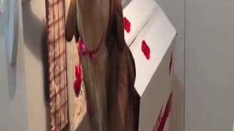 Super funny dog animals funny video 🤣